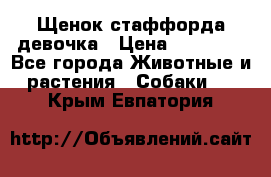 Щенок стаффорда девочка › Цена ­ 20 000 - Все города Животные и растения » Собаки   . Крым,Евпатория